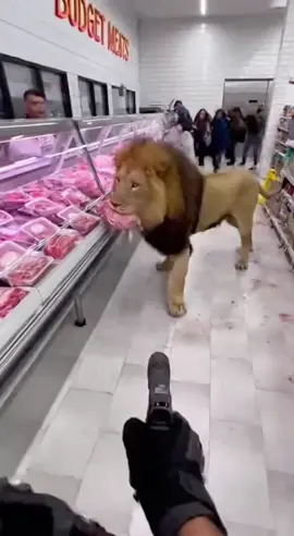 Lion In A Meat-shop In London