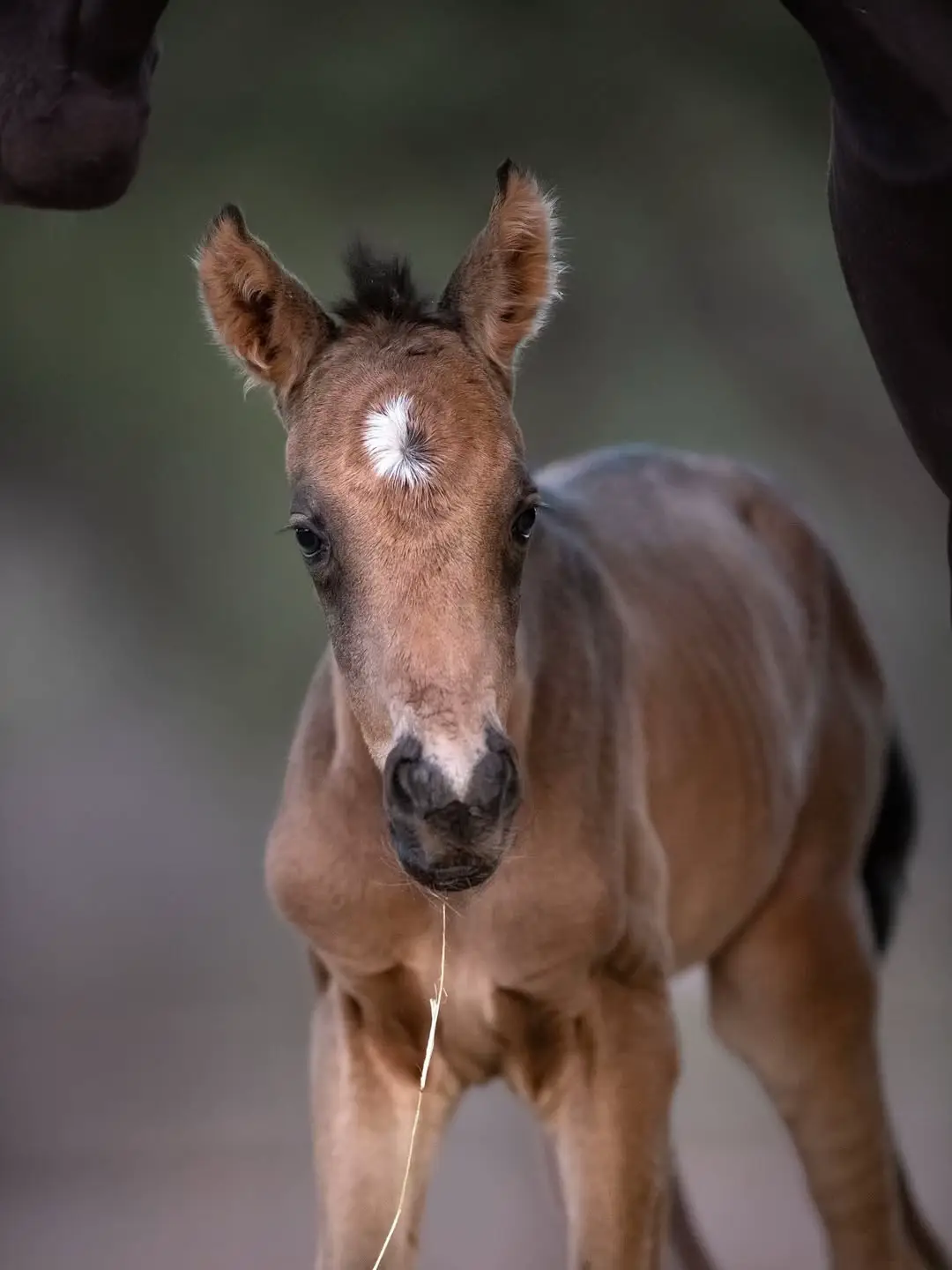 Would you be a kind person and push 4buttons to help us please 🙏? #horseoftiktok #horselovers #horserescue #savehorses #vetbills 