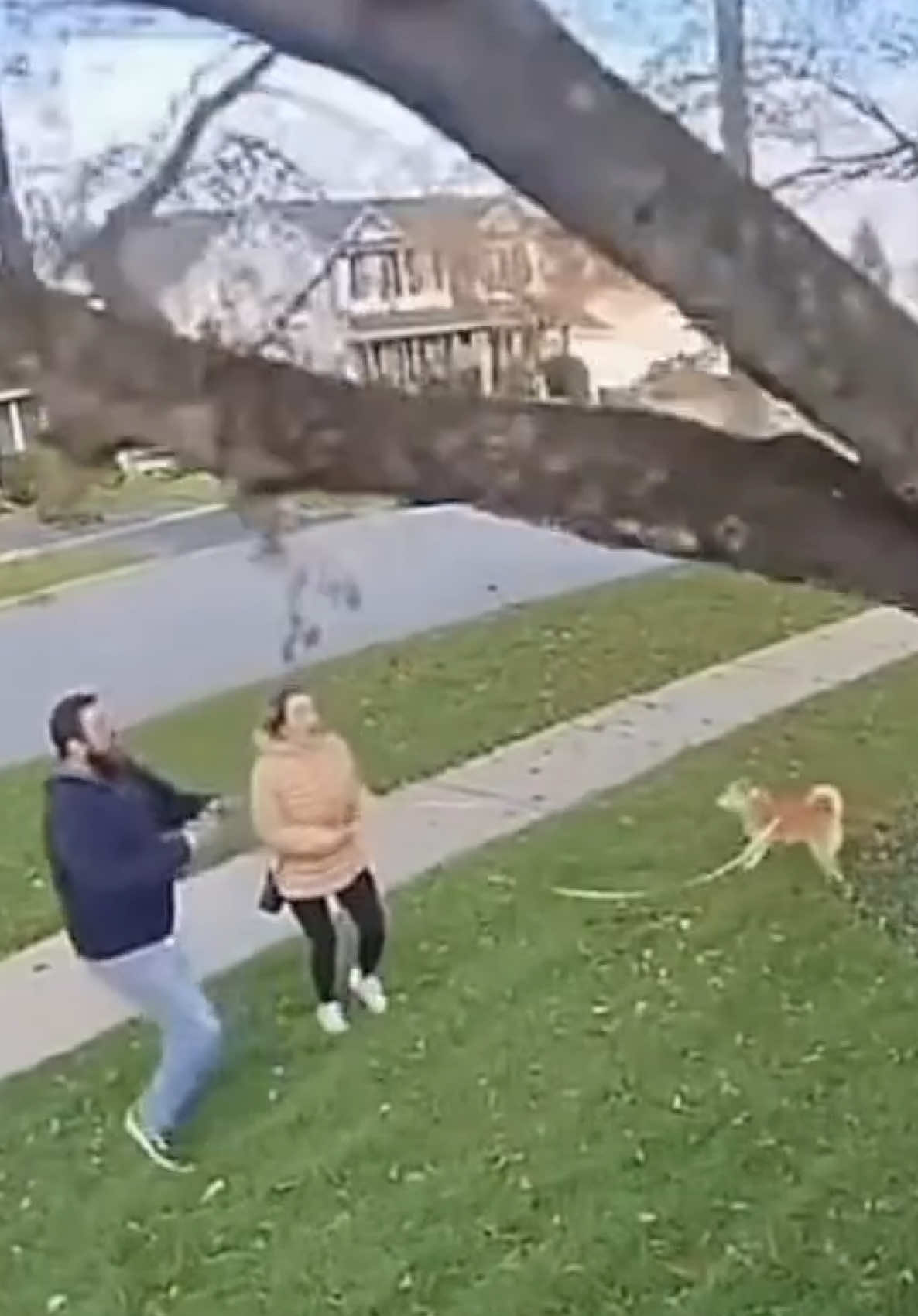 I’m glad the dog was okay!! #scarymoments #caughtoncamera #livevideo #dogs #dogsoftiktok #mothernature #omg #wowww #closecall #trees #watch 