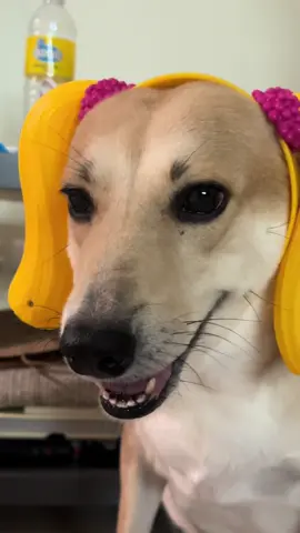 this is your sign to buy @Jollibee 's jolly friends headband  #dogsofttiktok #aspin #dogtok #aspinlover #jollibeetiktok 