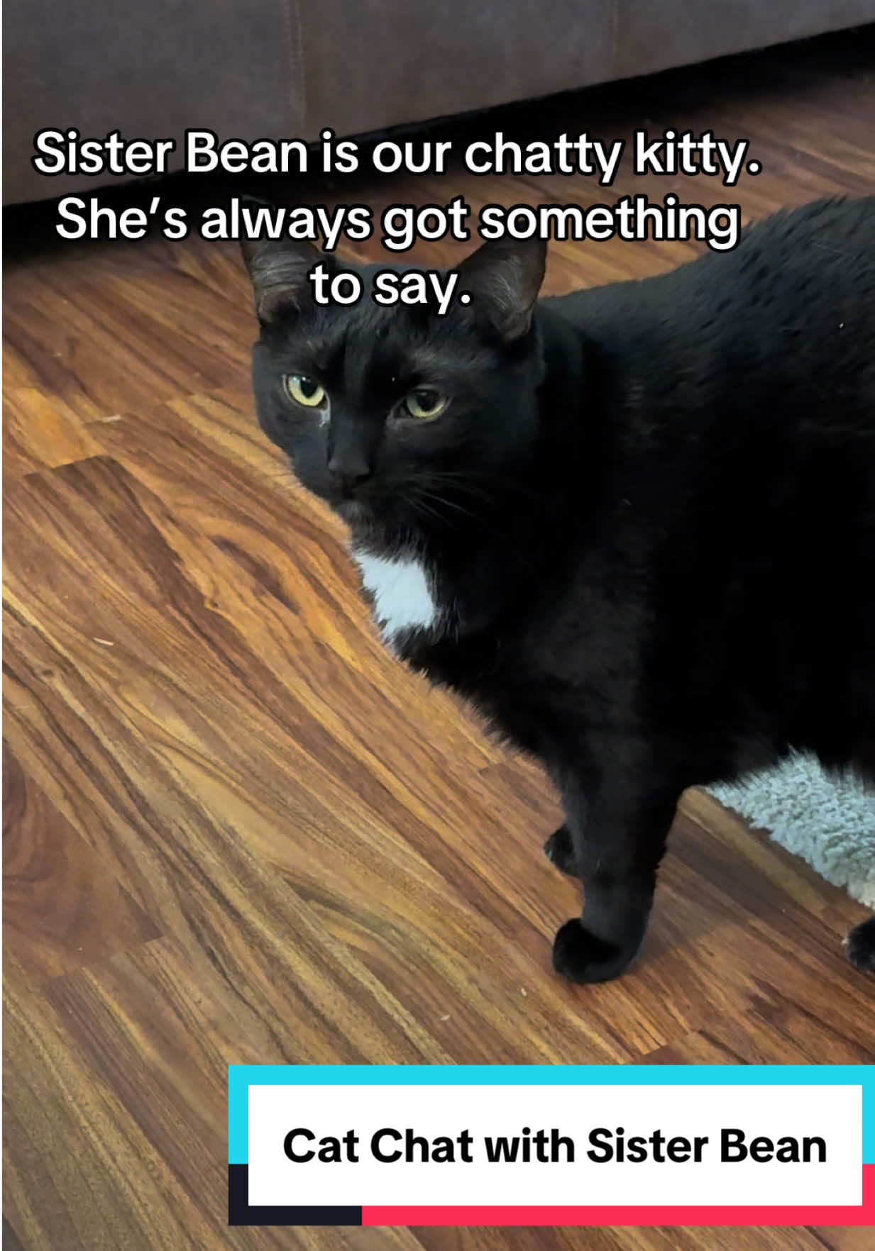 Sister Bean has opinions about everything! #funnycatsoftiktok #catlady #funnypets #cattalk #catsoftiktok 