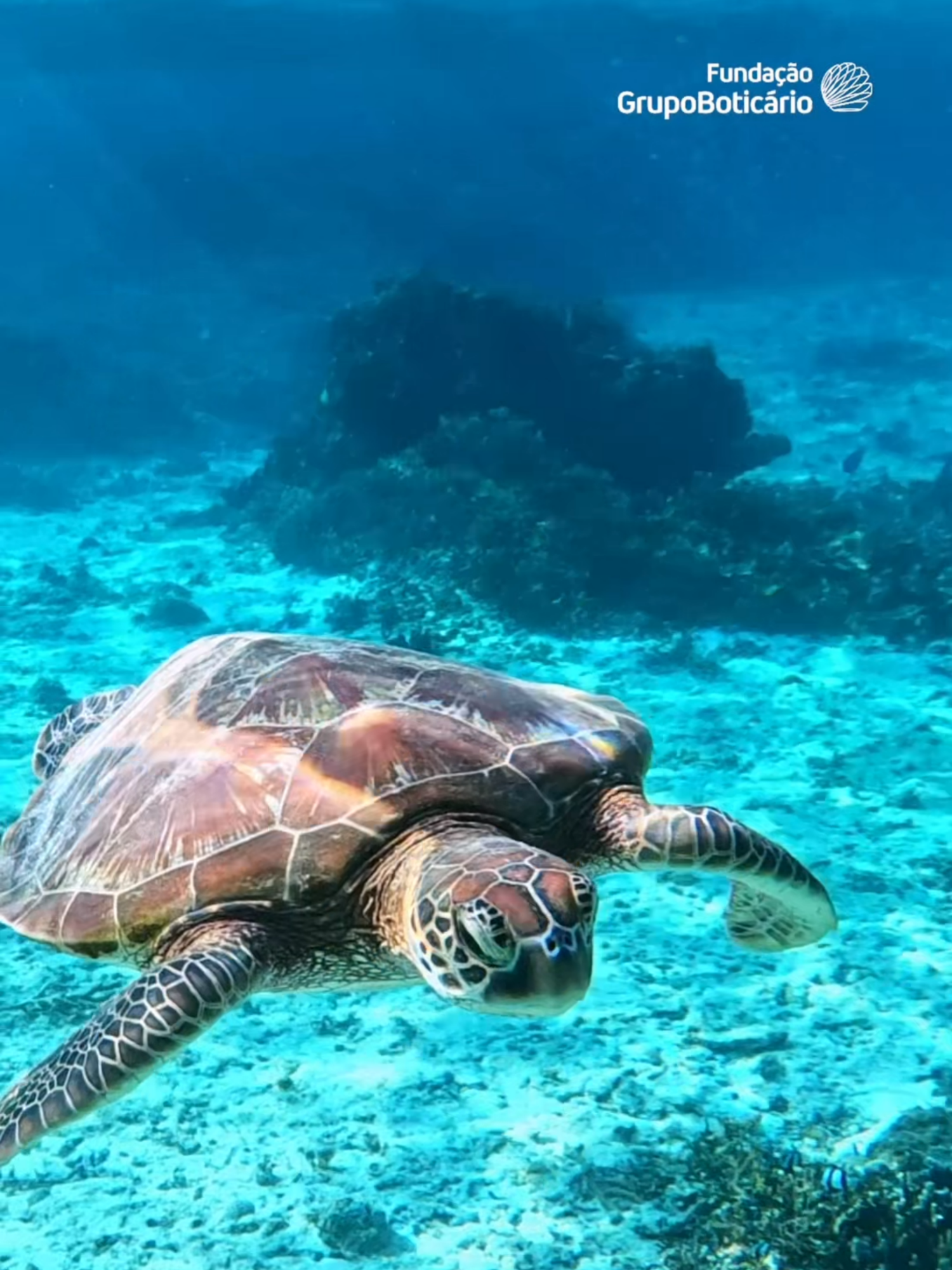 É difícil imaginar a vida no planeta sem o oceano. 🌊 Afinal, é ele quem ajuda a regular o clima, os ciclos de chuva e garante o equilíbrio da vida na Terra. E neste 12 de outubro, Dia do Mar, o convite é para olhar com ainda mais carinho para quem sustenta tantas formas de vida. 💙 Juntos, podemos fazer mais pelos nossos mares e pela conservação da vida marinha. 💧 #FundacaoGrupoBoticario #DiaDoMar #ONPelaNatureza #ConservacaoMarinha #BiofabricaDeCorais #Oceano