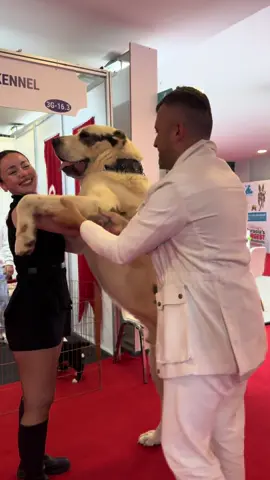 #alabai #köpek #cao #flypシ #kangal #flyp #英文软件 #tiktokindia #köpekvideolarıkeşfet #köpekvideoları #fuar #hostes #hostess 