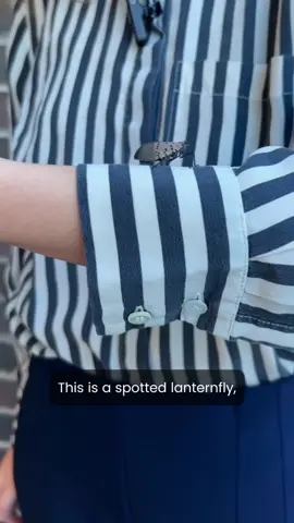 What should you do if you see a spotted lanternfly? CNS reporter Mary Burke has the answer. Disclaimer: Spotted Lanternflies were harmed in the making of the video. (But to be fair, some were already dead when we got there.) 🎤 Video by Mary Burke 📸 Filmed by Madi Eades #SpottedLanternfly #Maryland #MDNews #fyp 