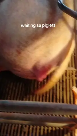 hellow piggy draying powder. #hellowpiggy #hograiserlife #battlecoks 