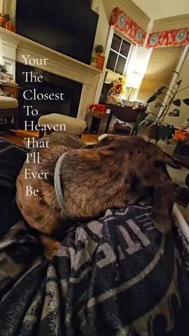 I love you Sadie #sadie #doggie  #bsf 