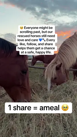 🥹 It’s hard when it feels like everyone is ignoring the work we’re doing for these rescued animals… no likes, no follows. But even if social media doesn’t notice, these furry friends still need us 💔🐾 Please help us make a difference—like, follow, and share to help give them a chance at a better life. 💙#StopTheKill #SaveTheHorses #EverySecondCounts #horsese #viralforgood 