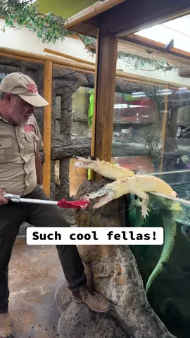 These black and white gators are such beautiful and unique gators 🙌 These are rare among rare animals and I would have never thought this would ever exist 🤩 they are very quick and strong when it comes to interacting with and feeding them so I always have to be careful 😅 you need to be patient and careful with these guys, and you need to be caring. 🌎 ❤️ 