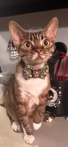 #voodoo #ralphie #devonrex @TheBarber_Doll 