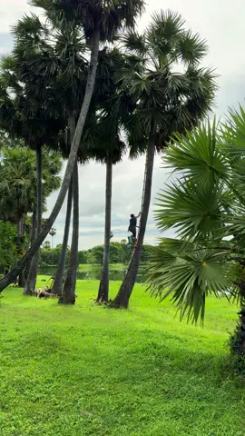 ត្នោត​ខ្មែរ​