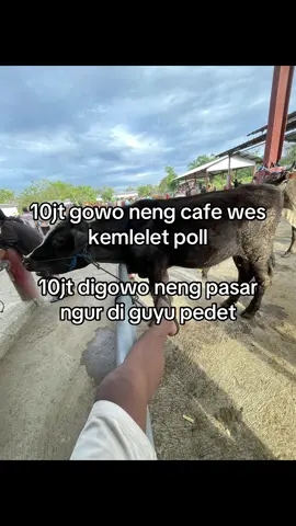 😝🙏#peternakmuda #bisnisanakmuda #juragansapi #menatuidaman #sobatngaret 