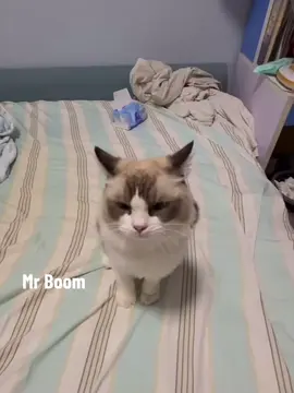 day15 #MrBoom 