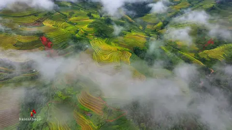Mây về Lao Chải #mucangchai #ruongbacthang #muavangtaybac #muavangmucangchai #haionthego 