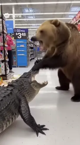 wow #walmart #bear #aligator #fight #sora 
