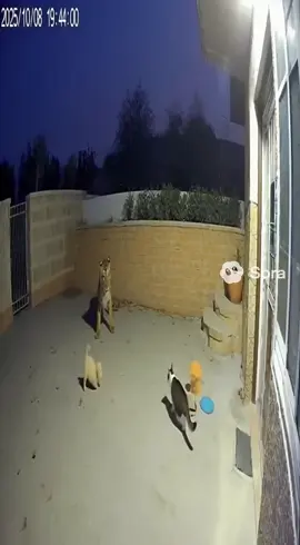 Hero Cat Saves Puppy: Tiger Leaps the Wall, One “Meow” Sends It Running | CCTV Footage #catman #usa #lion #viralusa #sora2 