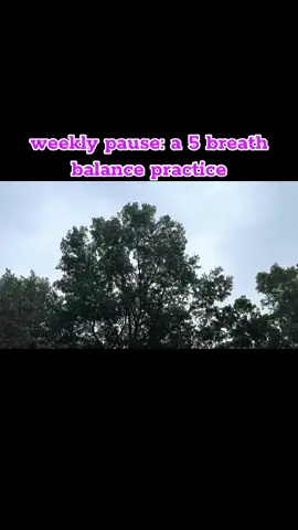 🌿 weekly pause: a 5-breath balance practice  inhale → grow taller exhale → root down stand in tree pose. inhale—grow taller. exhale—root down. five breaths each side. balance isn’t about stillness, it’s about presence in the wobble. try it this weekend and notice the shift. #balance #yoga #chicago #breath #stillness 