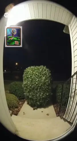 Suspicious bush one would say #fyp #clashroyale #viral