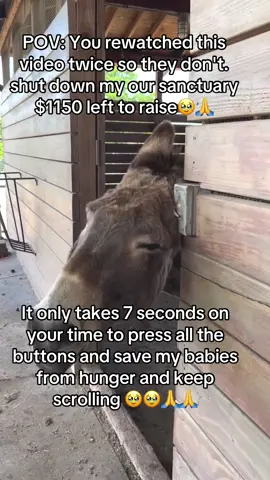 Our donkeys are forever on the hunt for the perfect scratching post. Light switches, trees, fence posts, and stall doors are all contenders. Anything to make that lip quiver! Insider tip from Kenneth: industrial broom heads mounted on walls make excellent, inexpensive scratching posts. 💡 #DonkeyLove #DonkeySanctuary #DonkeyRescue #AnimalRescue #AnimalLover #AnimalRightsActivist #Nonprofit #Donkeys