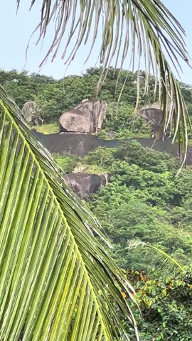 Khỉ bạch không phải chó đâu nha m.n