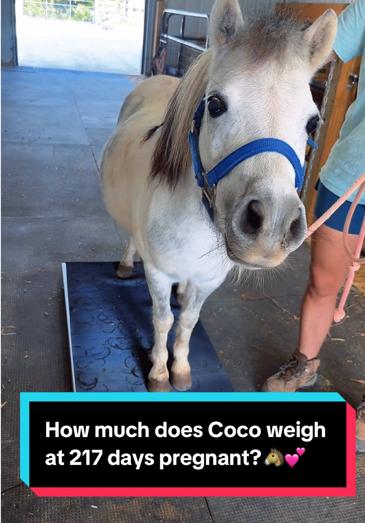 How much does Coco weigh at 217 days pregnant?🐴💕 #minimare #minihorse #minihorsesoftiktok #minifoal 