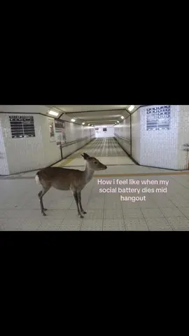 Like I just wanna go home #real #socialbattery #targetedaudience #fyp #deer I’m so awkward wow