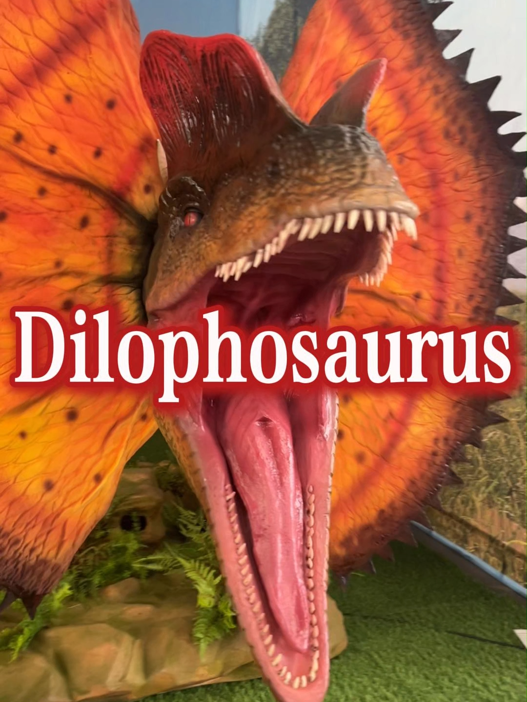 Feel the roar of the Dilophosaurus again#DinoTok#dinosaur#jurrasicworld #jurrasicpark#animatronic#DinoTok #AnimatronicMadness #FYP #JurassicVibes #ScaryCool