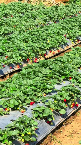 Mounjet Strawberry 🍓🍓🍓  #mounjetstroberry🍓 #mounjetsembalun #mounjetstroberry #mounjetstrawberry #mounjetstrowberry 