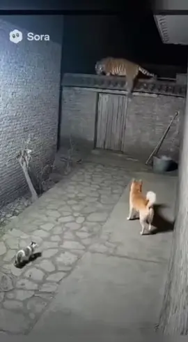 #cat #trending #xuhuong #fyp #pet 