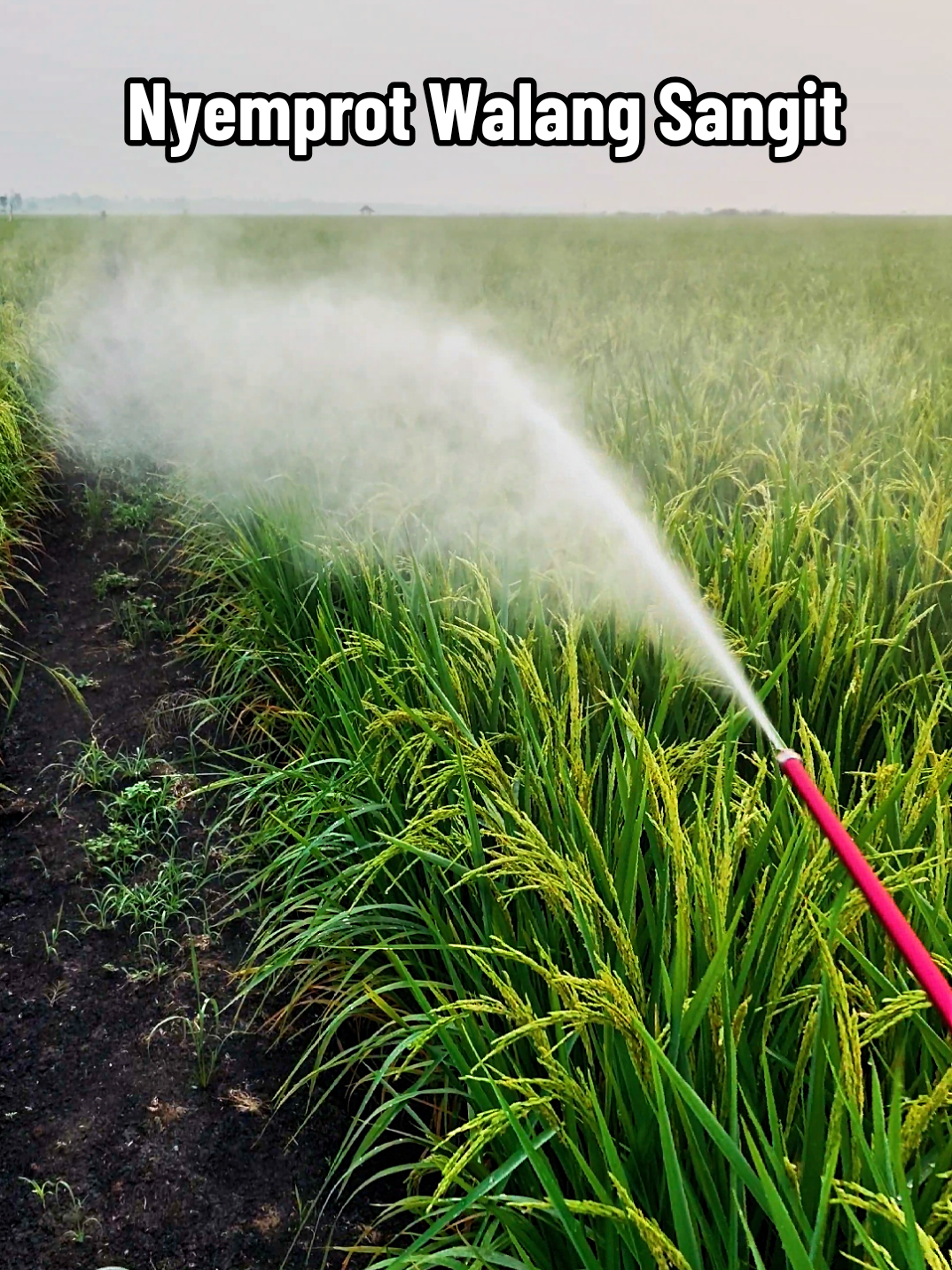 Wes suwi nggak gawe VT nyemprot 🫠.  #petani #petanimuda #petaniindonesia🇮🇩🇮🇩🇮🇩🌿🌿 #petanimilenial #petanipadi 