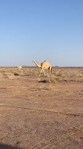 #صلي_علي_النبي_محمد_صلي_الله_عليه_وسلم_ 