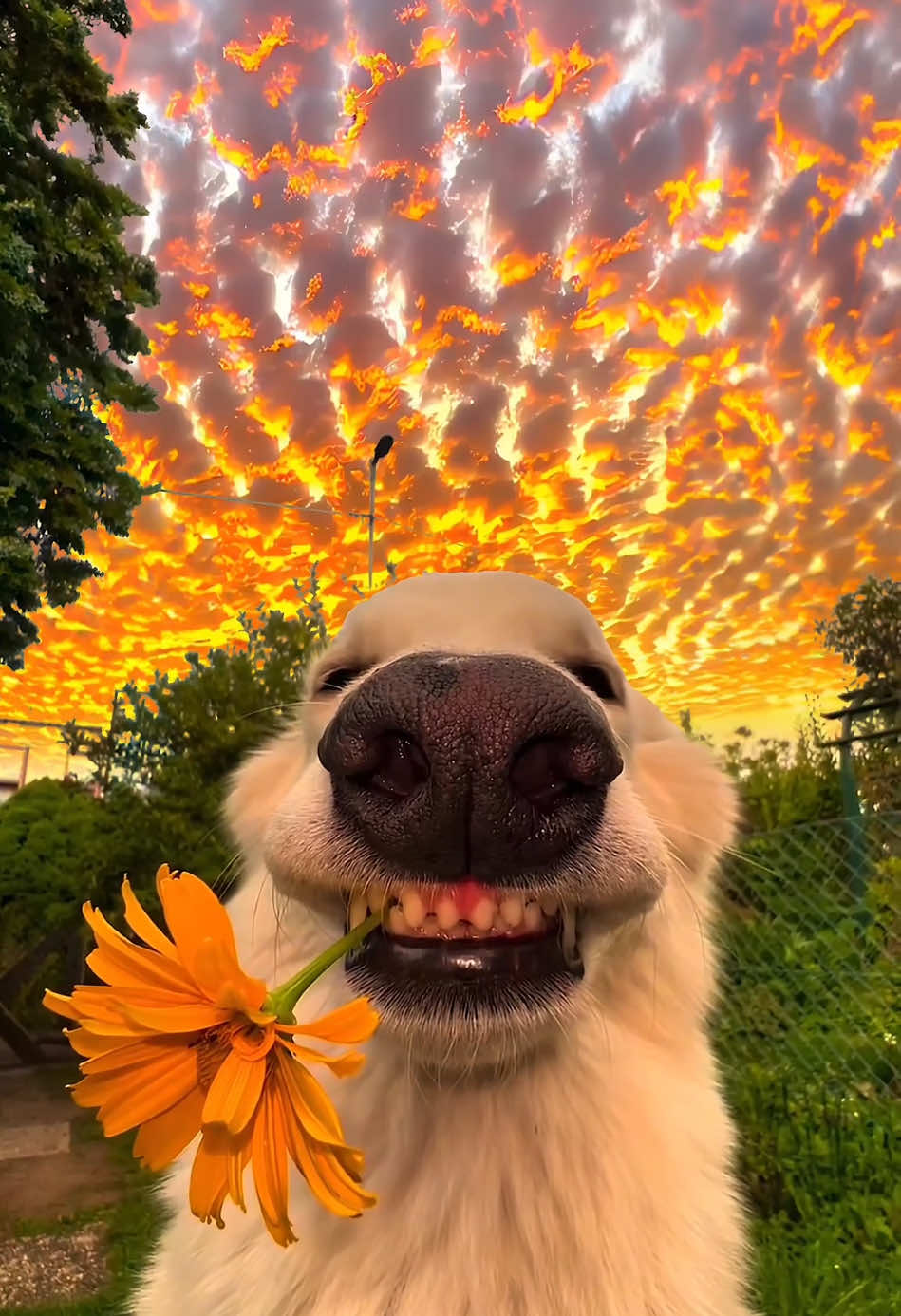 Human, just send you a little yellow flower to watch the sunset with me.#sunset #fyp 
