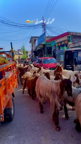 کشمیر دھر بازار🐐😍🐐#tiktokteeamunfreazemyaccaount #unfrezzmyaccount #Naturlbeautykashmir #beautyoffkashmir❤️❤️❤️🏡🏠🎄🎋🚩🚩🏁🌨️ 