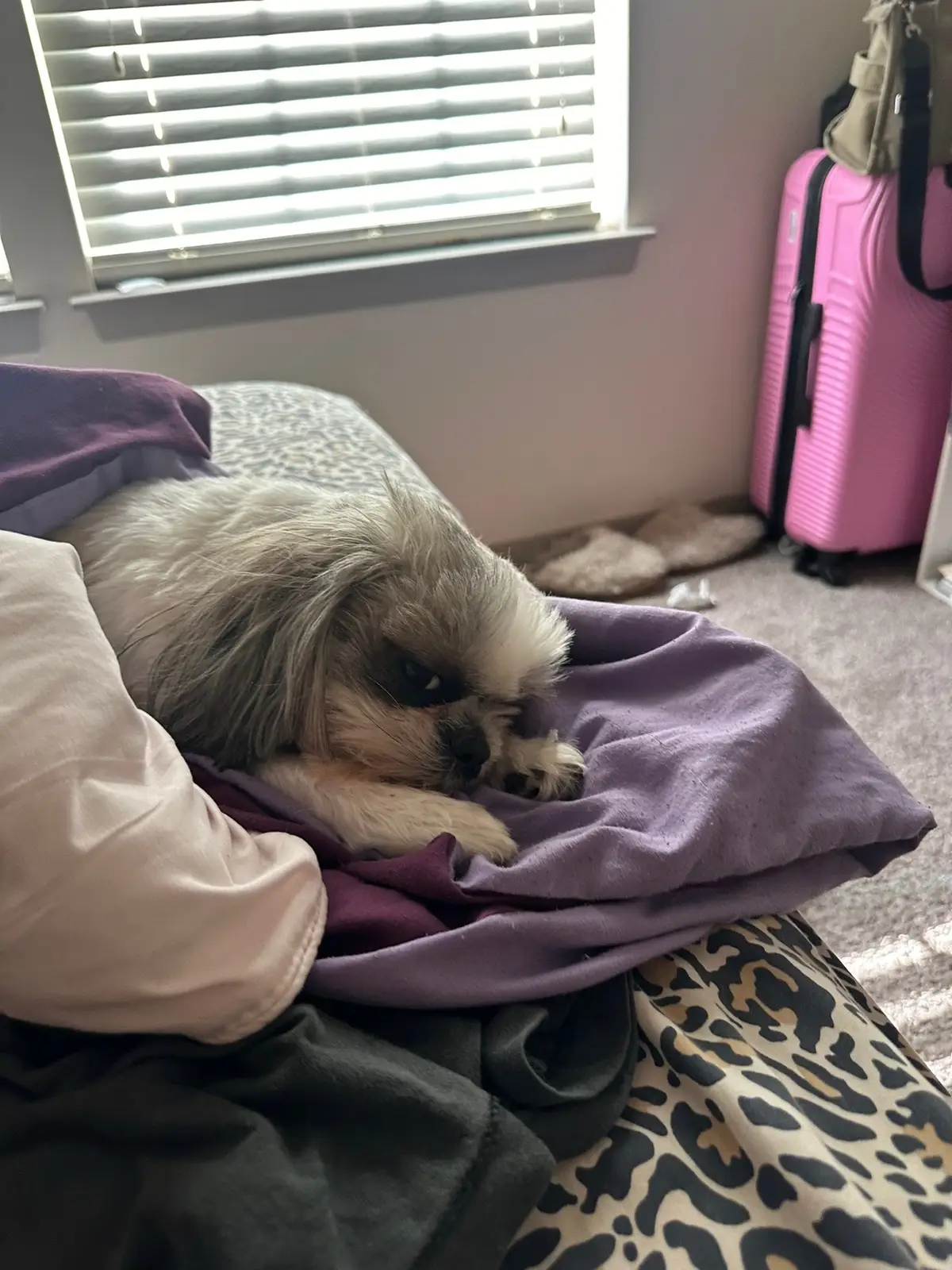Please she is literally a reflection of meeee 😂 we spend all day in bed! #spongebobandgary #shihtzu #girlsbestfriend #PetsOfTikTok 