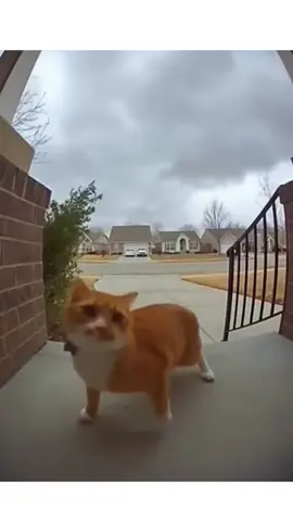 Top 9 AI cat videos #funnycat #cat #catsoftiktok #catlovers #cats 