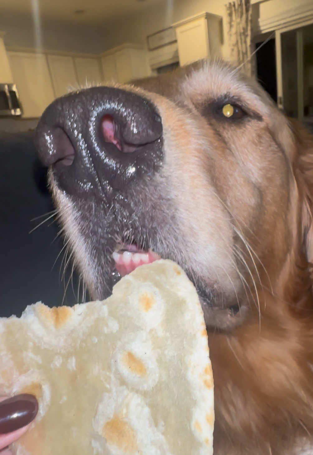 From the second I got this tortilla out he didn’t know how to act 🤣 #tuckerthegentlegolden #goldenretriever #goldens #dogtricks #fypシ゚viral 