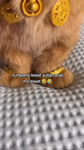 #oyengantengbanget #viral #kucinglucu #jangkauanluas #fyppppppppppppppppppp 