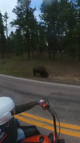 Just some bikers, random guy videoing and a buffalo 🤙 @WyoBackpack @Wy_Owa_Guy @Mrs.Wy_Owa_Guy @J @307bosslady @Elheffe #video #bikersoftiktok #buffalo #southdakotacheck #dankvisionz 