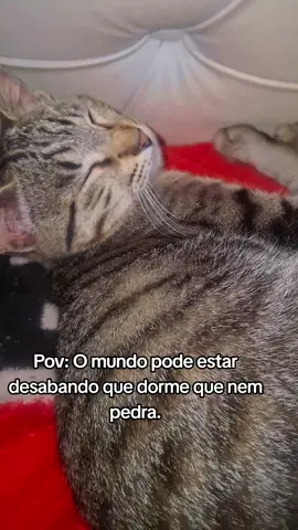 Esses gosta de dormir 😹 #viraliza #gatos #Meme 