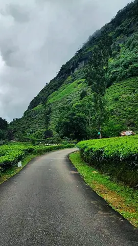 මායාකාරී මාවත්.....#dolosbage #nature #fyp #srilanka #viral 