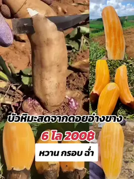 #บัวหิมะ #บัวหิมะดอยอ่างขาง #บัวหิมะผลไม้ใต้ดิน #บัวหิมะสดจากดอย 