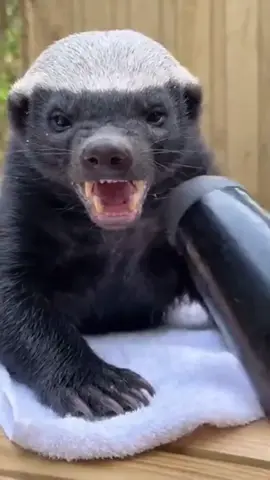 It’s time for the slobbering!!! The Honey Badger is back for round three. Meaner. Madder. Louder. And this time, he’s facing down the dryer. Watch part one and two on my profile.  ##animals##crazy##wildlife##funny##cute