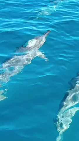 A moment of pure magic off the coast of Mauritius. When the ocean gives you a gift, you just have to accept it with a full heart. ✨🐬 #Mauritius #DolphinEncounter #OceanMagic #IndianOcean #Dolphins