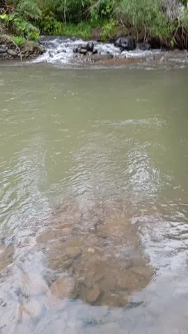 #pesca #salmon #rio #sur #chile 