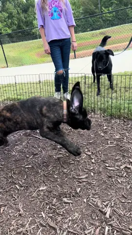 😆🐾Otis getting to meet some new friends! #mastiff #dog #puppy #englishmastiff #dogsofttiktok 