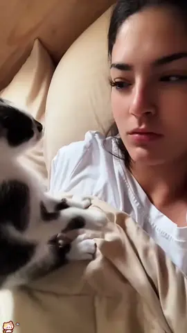 Kitten turns on attack mode #funnyvideos #catsoftiktok #catlover #funnycat #catfunnyvideos #fyp#funny #kitty
