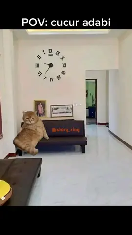 cucur adabi yang enak qoq qoq #memes #kucing #kucinglucu 