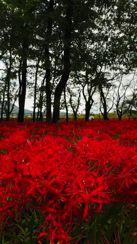 #tokyoghoul #spiderlilly #彼岸花 #巾着田 #redspiderlily 