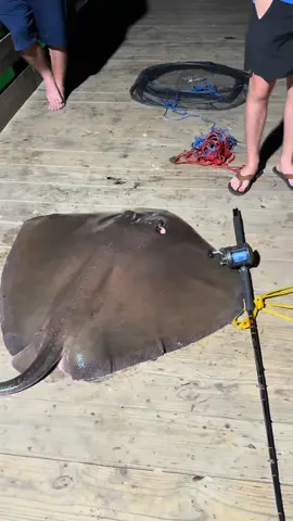 Big stingray #LanguageLearning #fyp #trending #viral #fypシ 