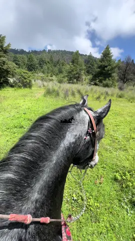 #caballo #naturaleza #rancho #VicenteFernandez #paisajesnaturales 