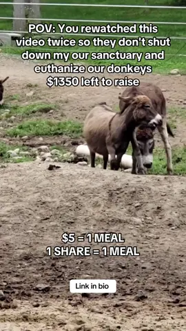 #DonkeyLove #SponsorADonkey #DonkeySanctuary #DonkeyRescue #AnimalRescue     